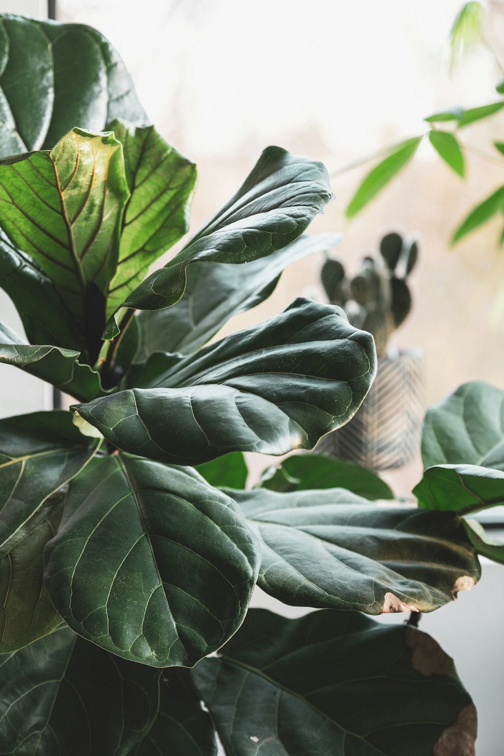 green leaves in tilt shift lens