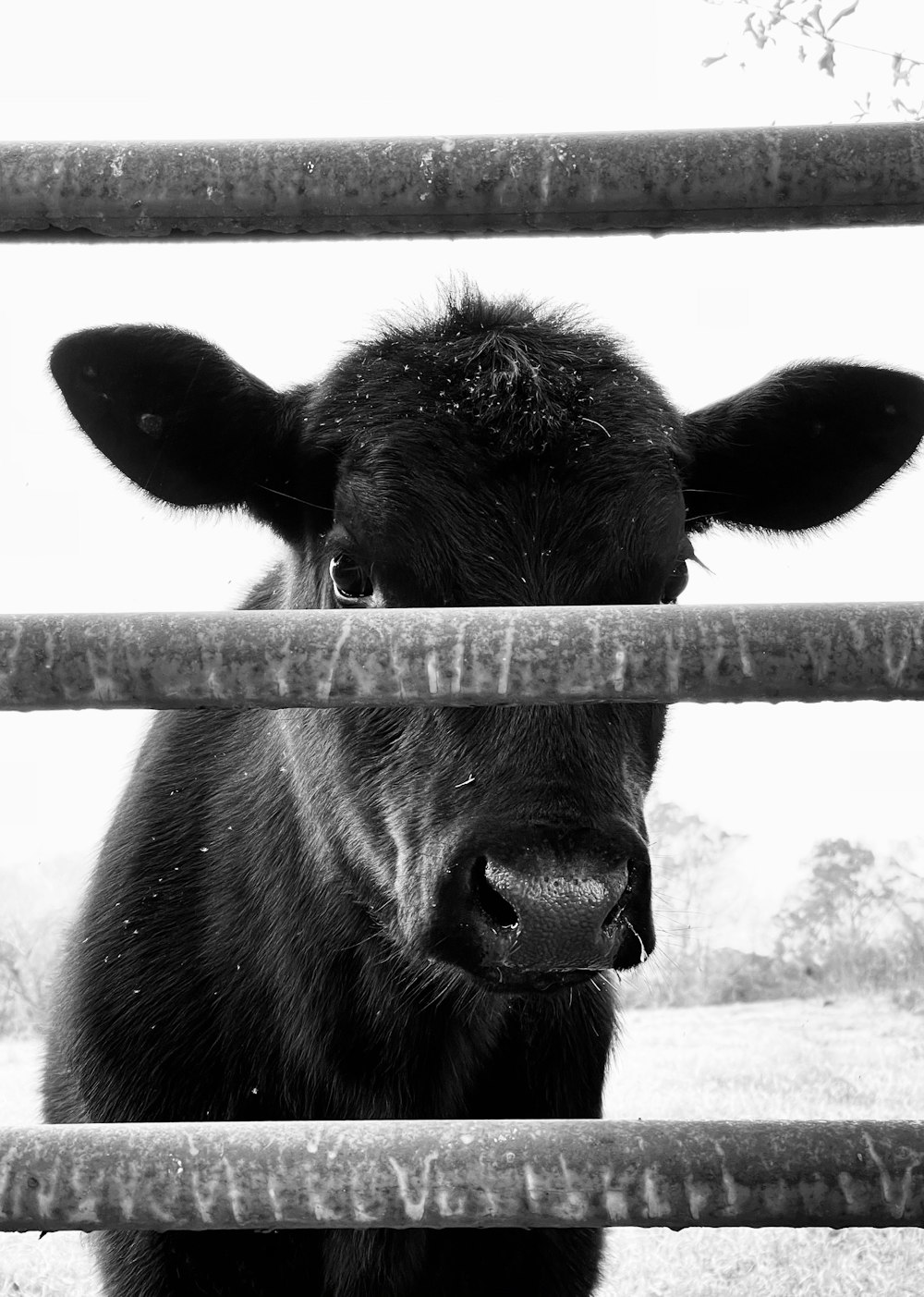 foto em tons de cinza da vaca na gaiola