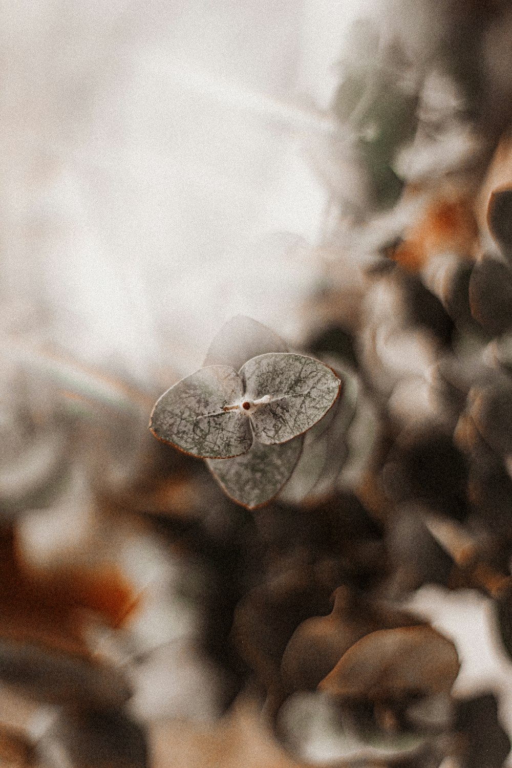 grey leaf in close up photography