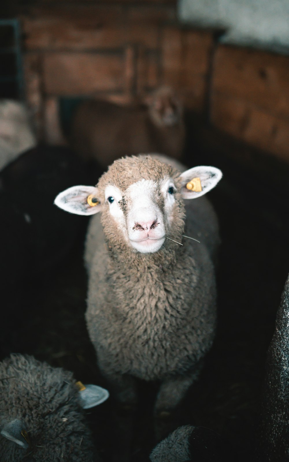 mouton brun dans une lentille à décalage inclinable