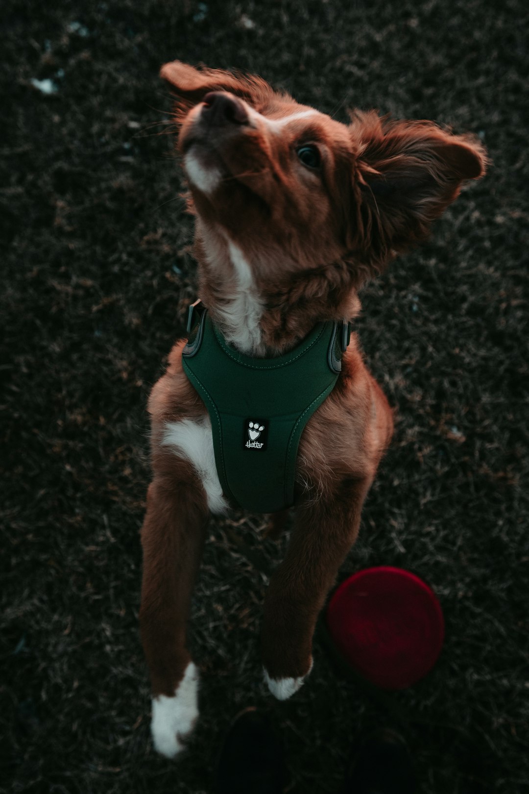 brown and white short coated dog wearing green and white dog shirt