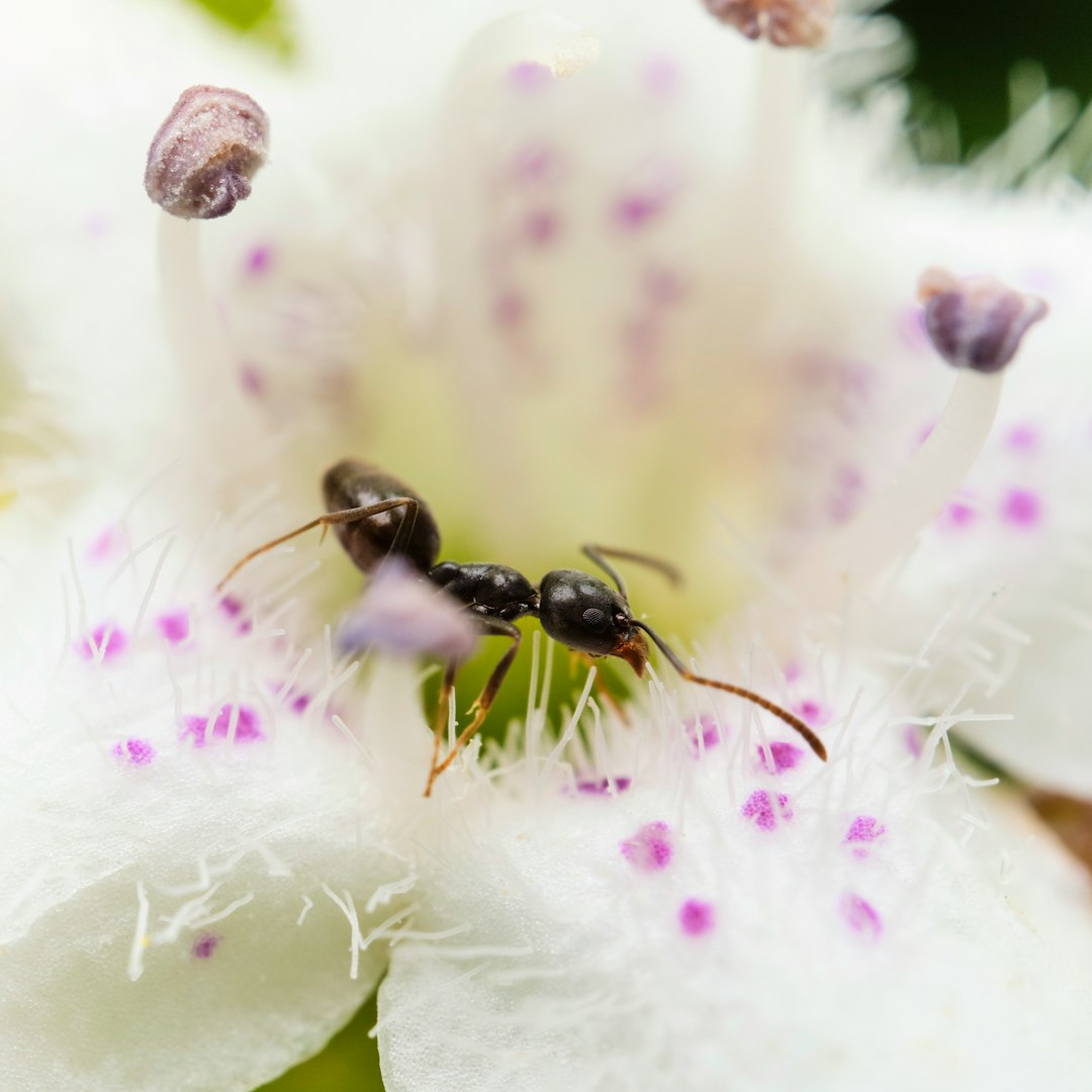 black ant on white and pink flower