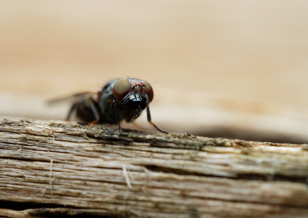 black fly perched on brown wooden stick in close up photography during daytime