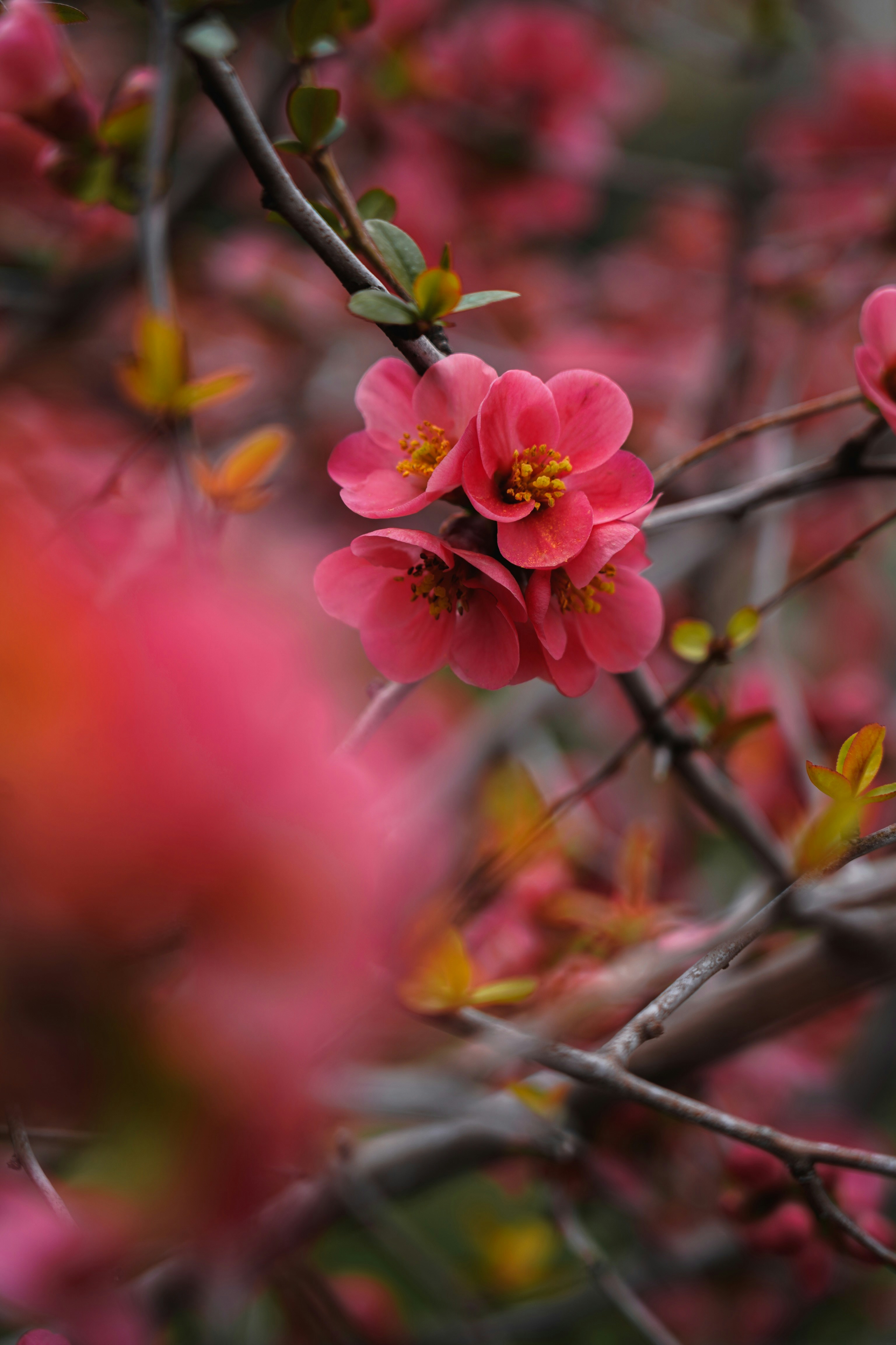 Photo by kiarash_mansouri