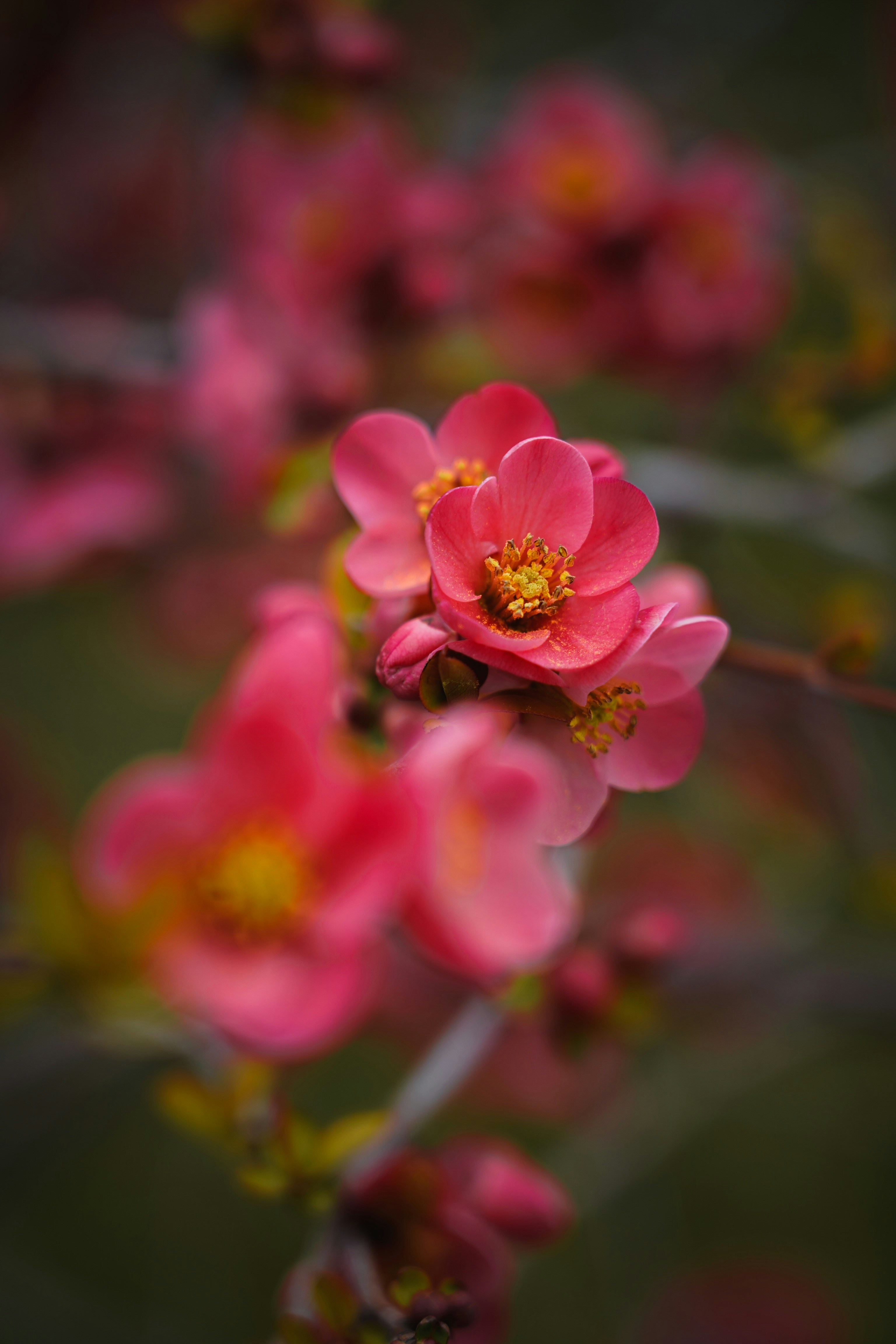 Photo by kiarash_mansouri