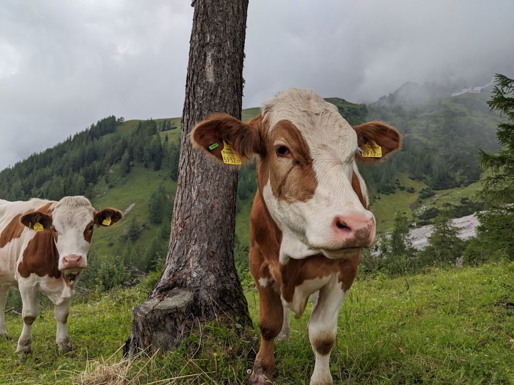 white and brown cow on green grass field during daytime