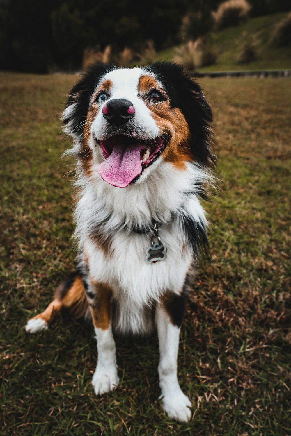 white brown and black long coated dog on green grass field during daytime