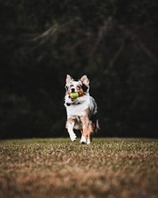 black white and brown short coated dog on green grass field during daytime