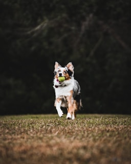 black white and brown short coated dog on green grass field during daytime