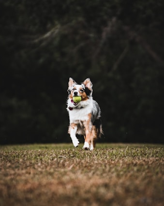 black white and brown short coated dog on green grass field during daytime