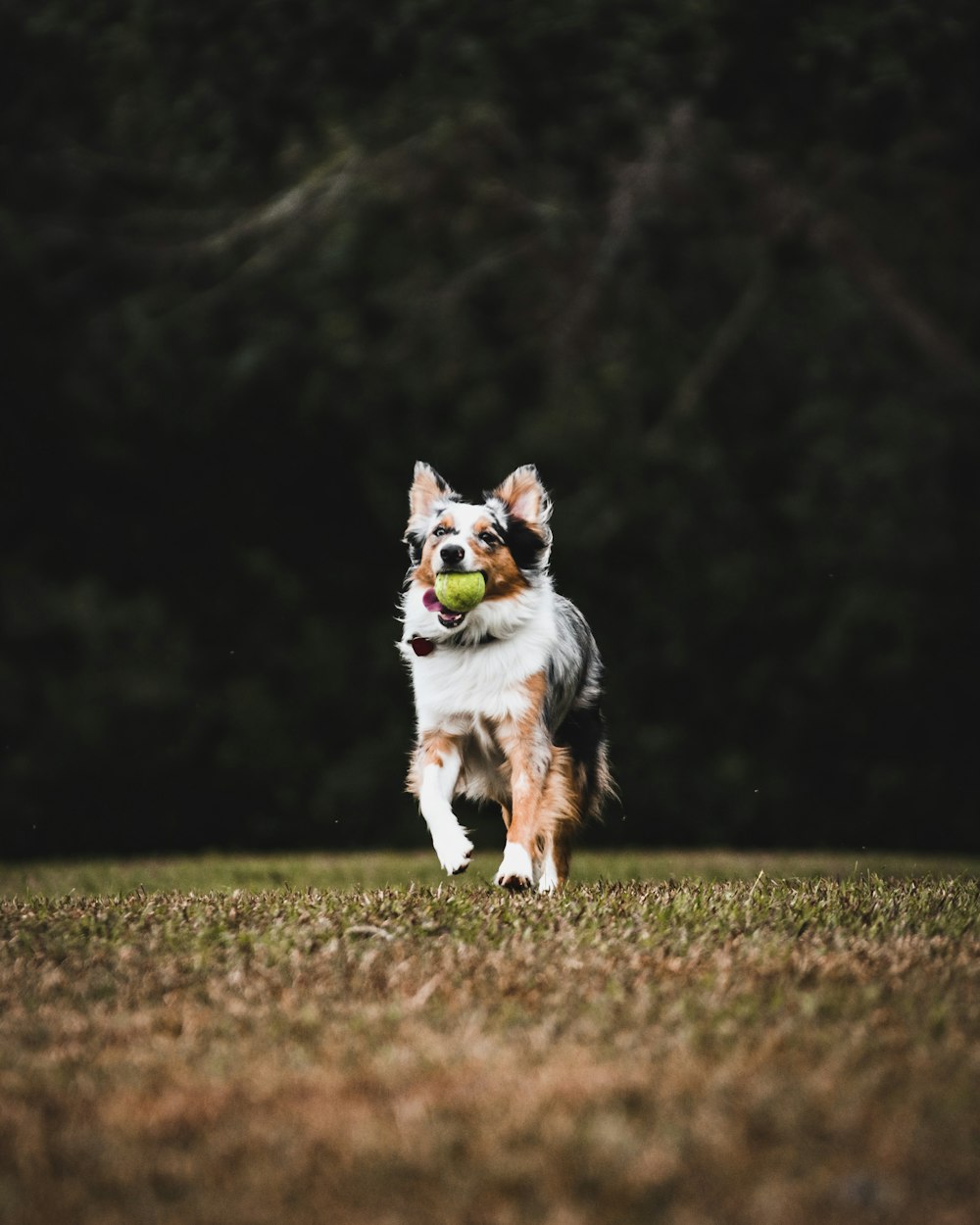 black white and brown short coated dog on green grass field during daytime