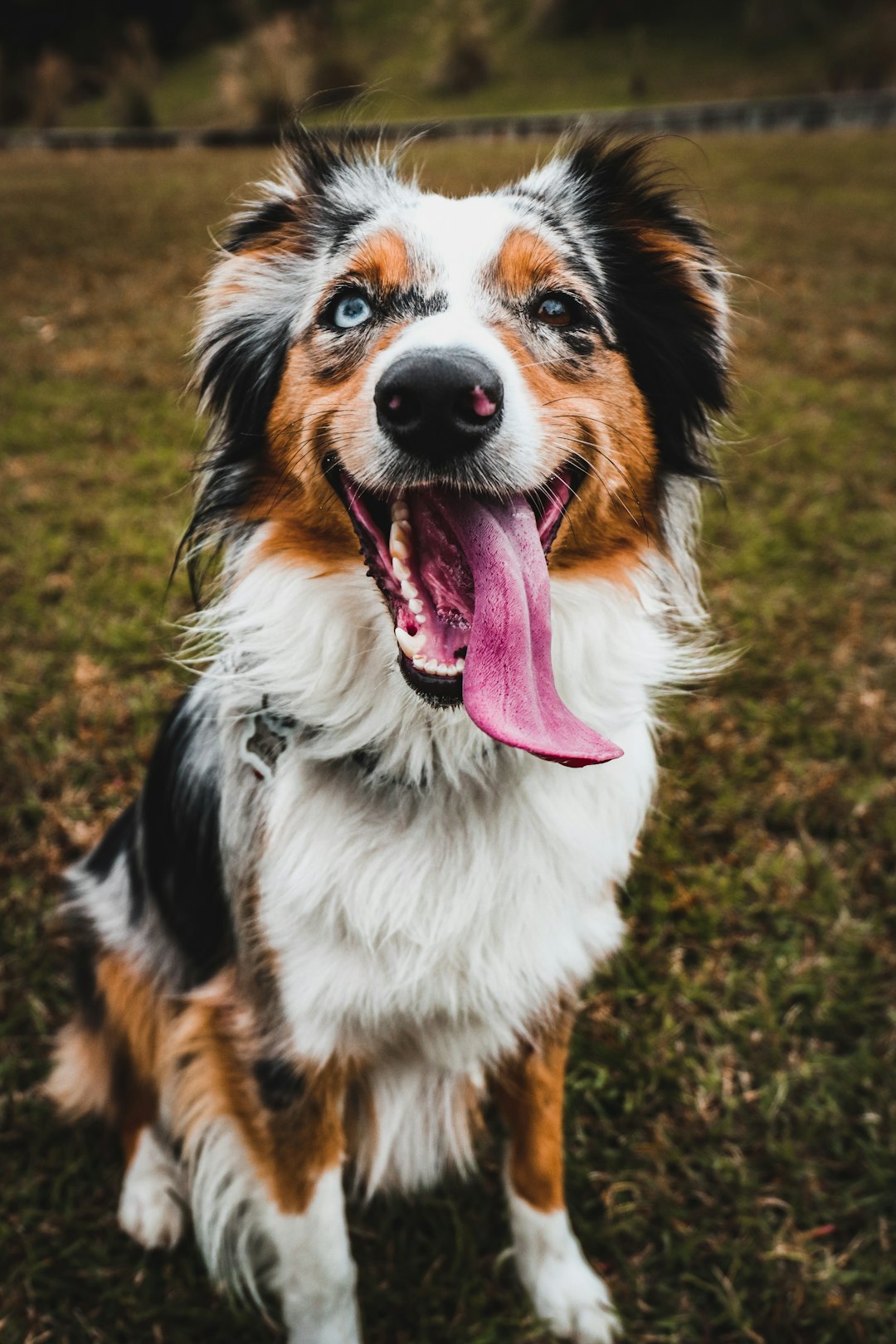 white brown and black long coated dog