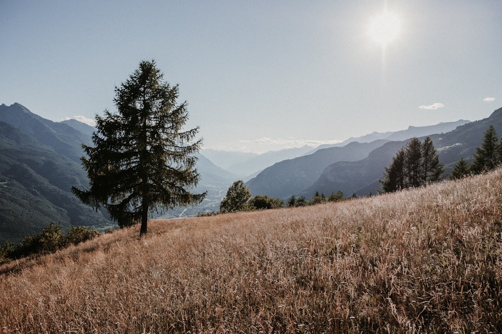 green pine tree on brown grass field during daytime