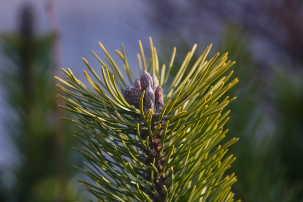 green and brown plant in close up photography