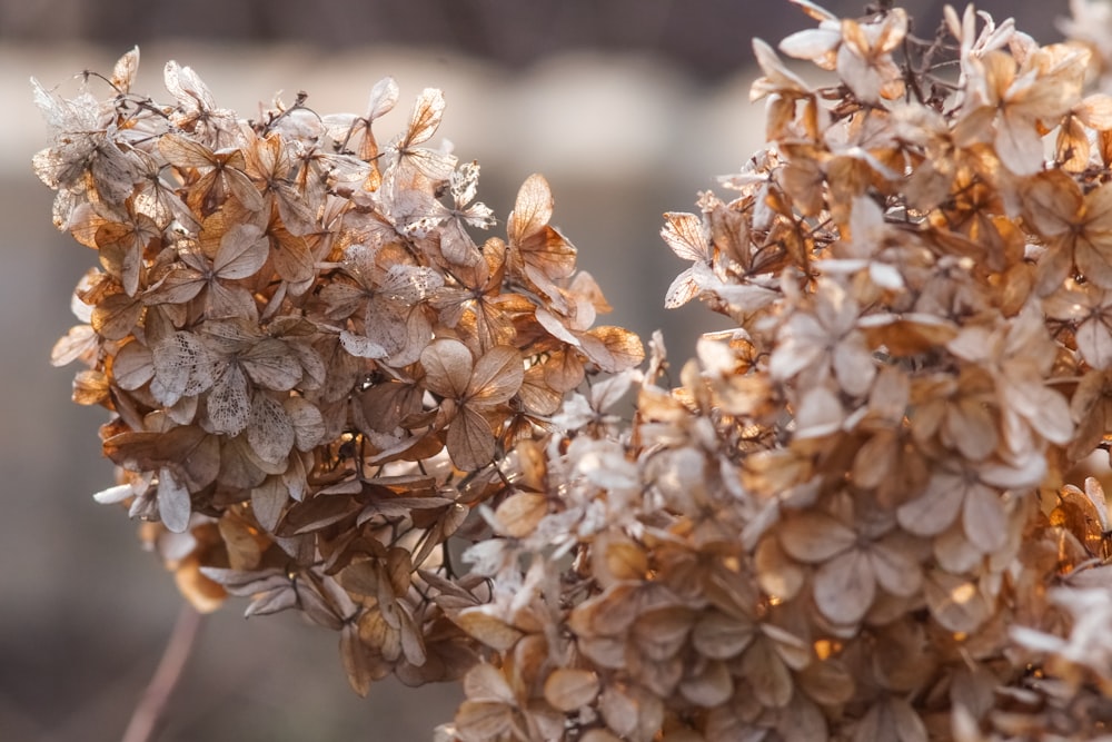 white and brown flower in tilt shift lens