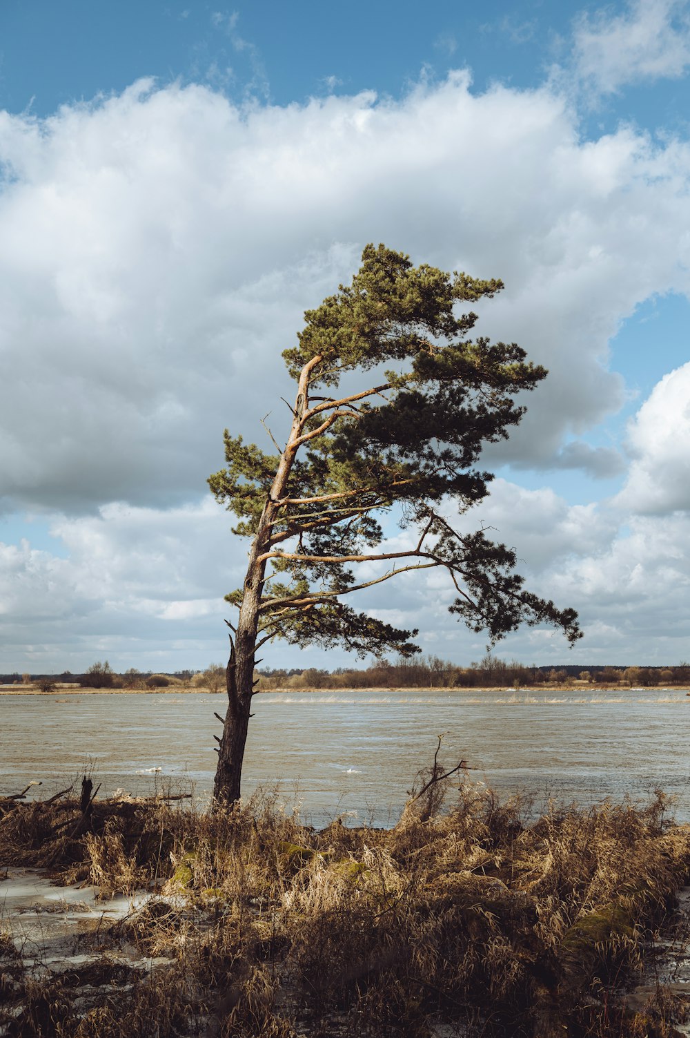 green tree on brown field near body of water under white clouds during daytime