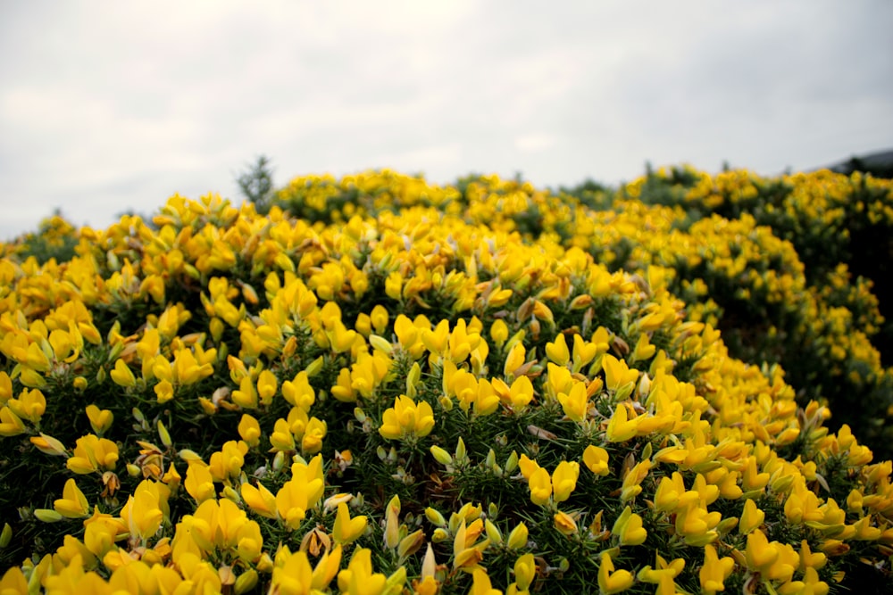 campo de flores amarillas bajo nubes blancas durante el día