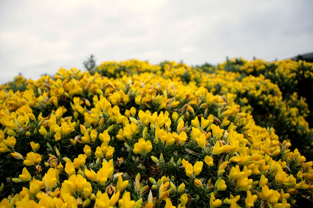 yellow flower field under white clouds during daytime