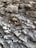 A crayfish is positioned on a bed of layered, gray and brown sedimentary rock formations. The texture of the rocks is rugged, with various sizes and shapes of stones piled against each other.