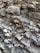 A crayfish is positioned on a bed of layered, gray and brown sedimentary rock formations. The texture of the rocks is rugged, with various sizes and shapes of stones piled against each other.