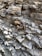 A crayfish is positioned on a bed of layered, gray and brown sedimentary rock formations. The texture of the rocks is rugged, with various sizes and shapes of stones piled against each other.