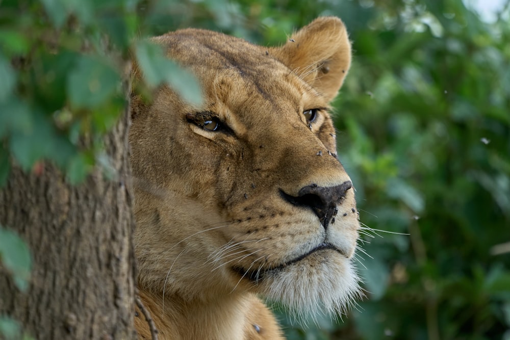 brown lioness in close up photography during daytime