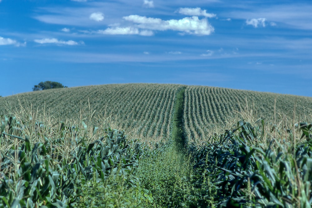 green grass field under blue sky during daytime