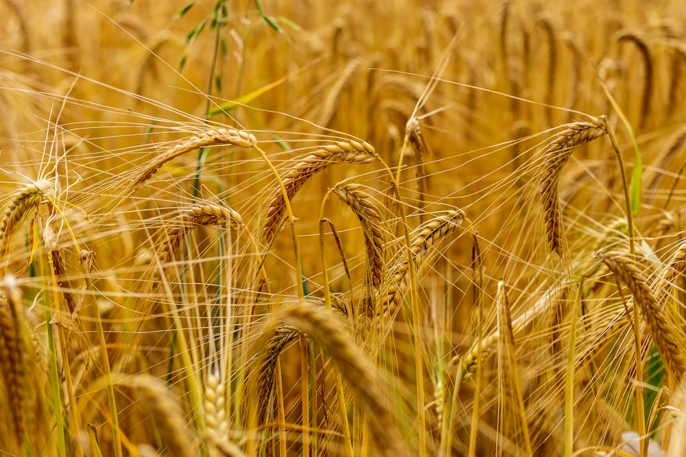 campo di grano bruno durante il giorno