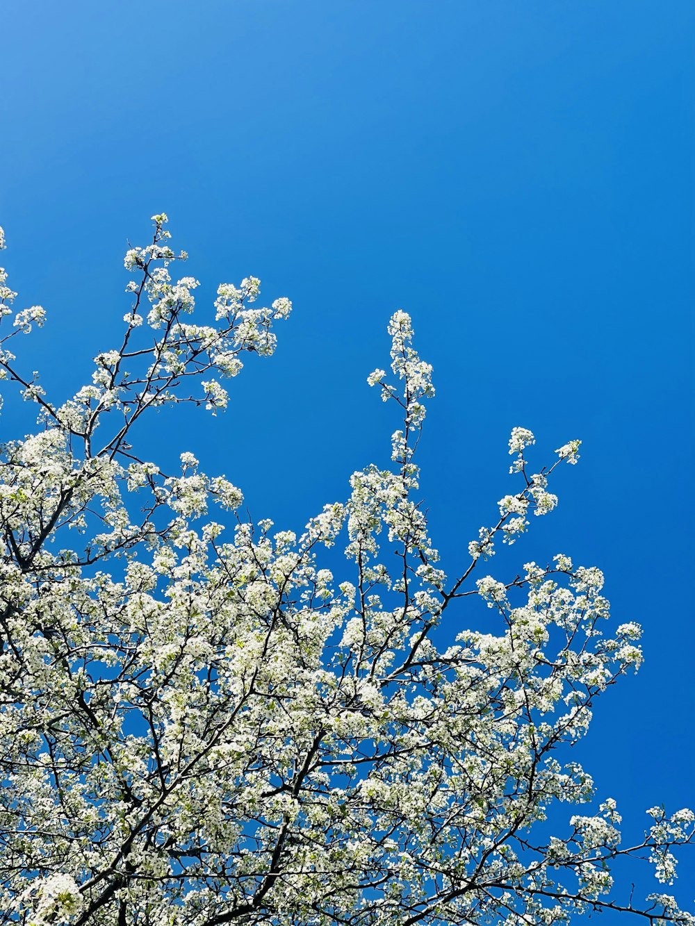 flor de cerejeira branca sob o céu azul durante o dia
