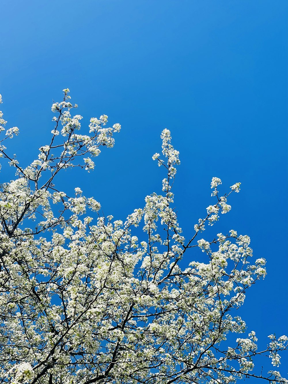 昼間の青空に映える白桜