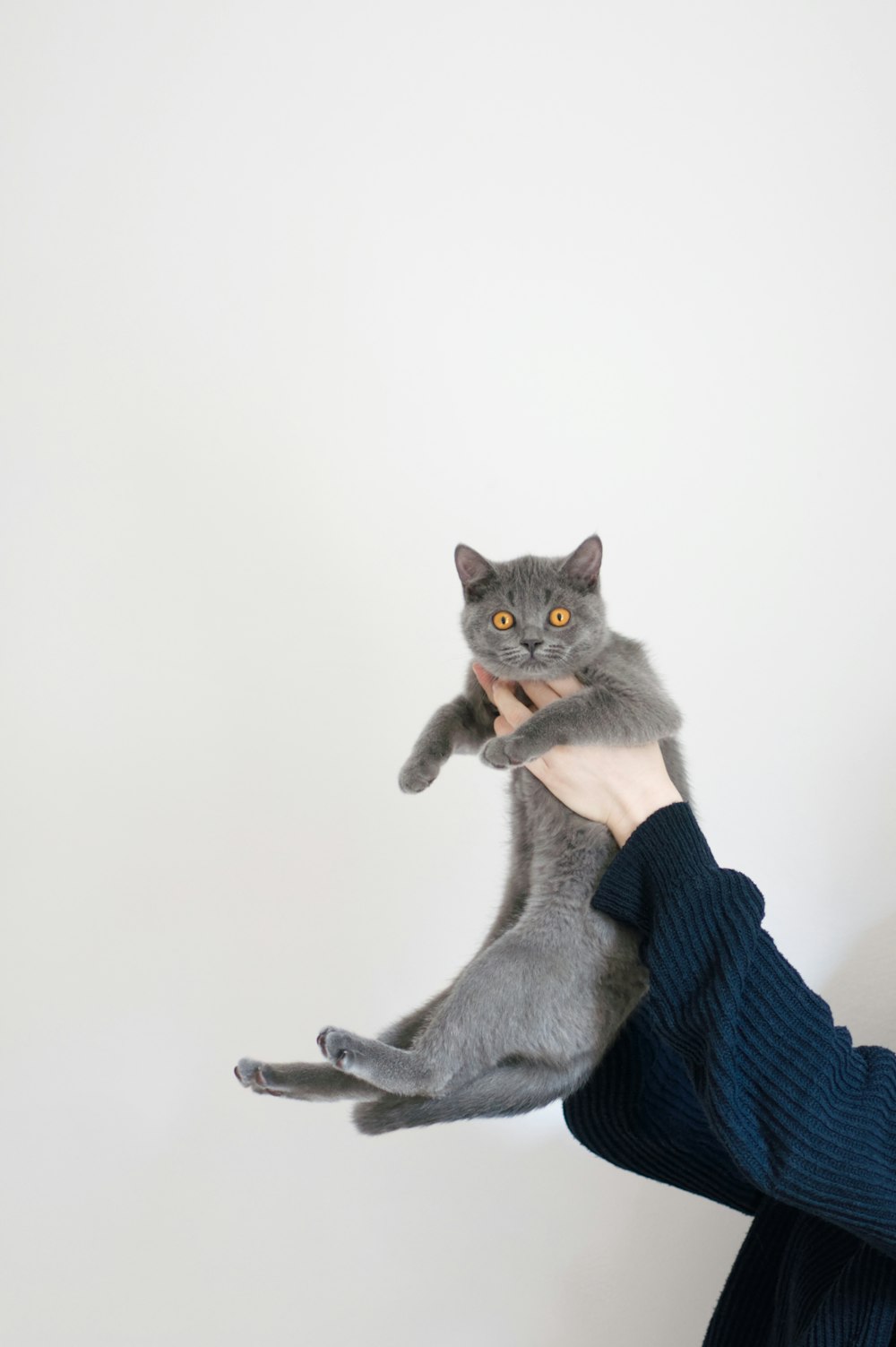 russian blue cat on blue textile