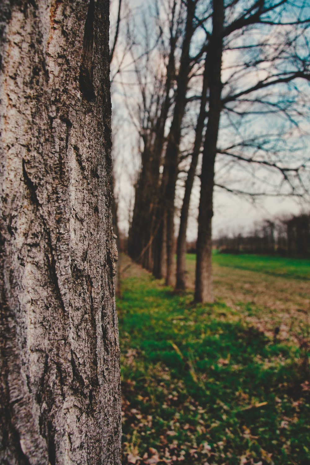 brown tree trunk on green grass field during daytime