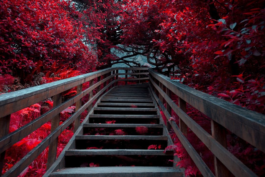 red leaf trees near brown wooden staircase