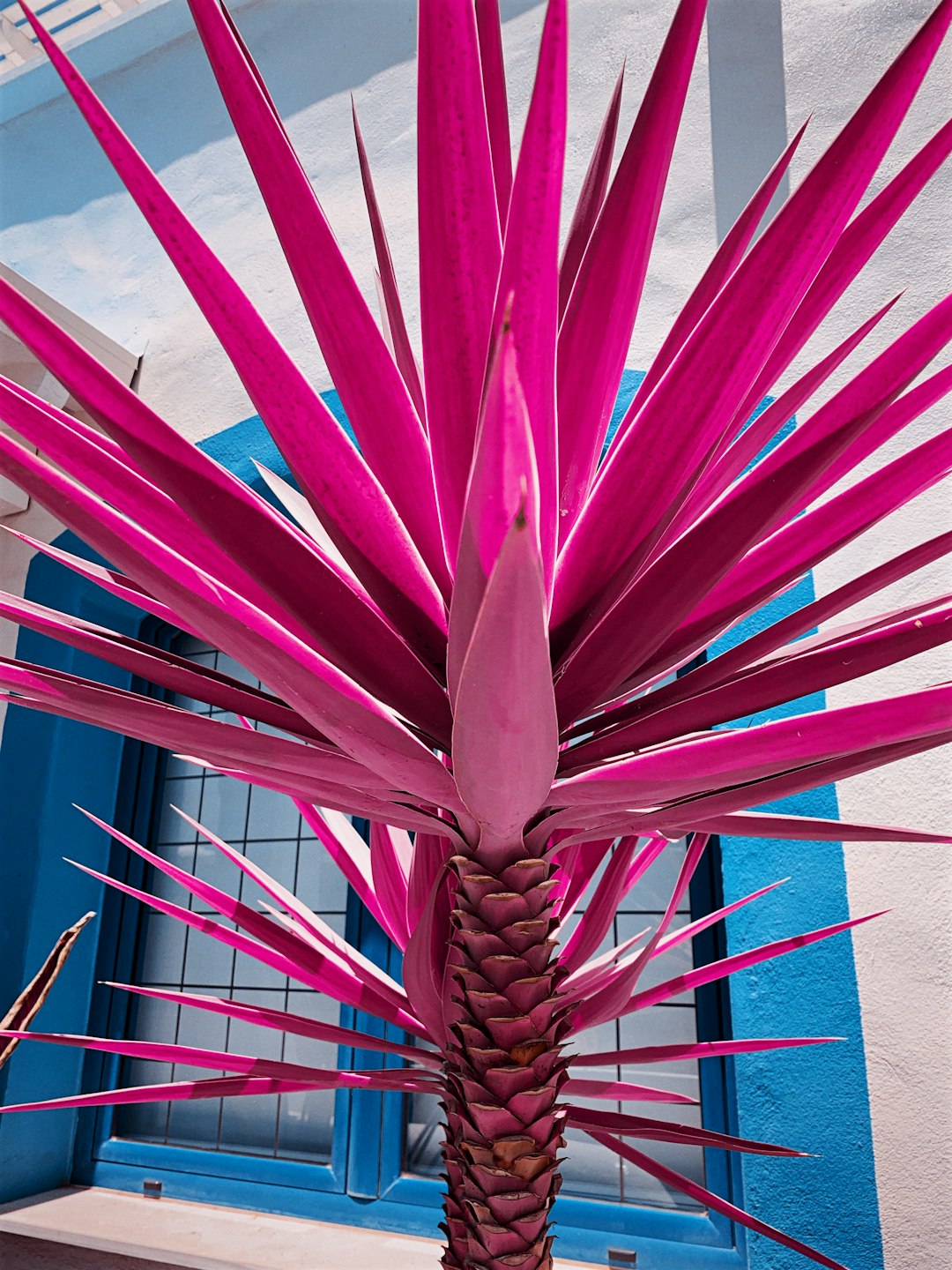 pink and brown plant near brown wall