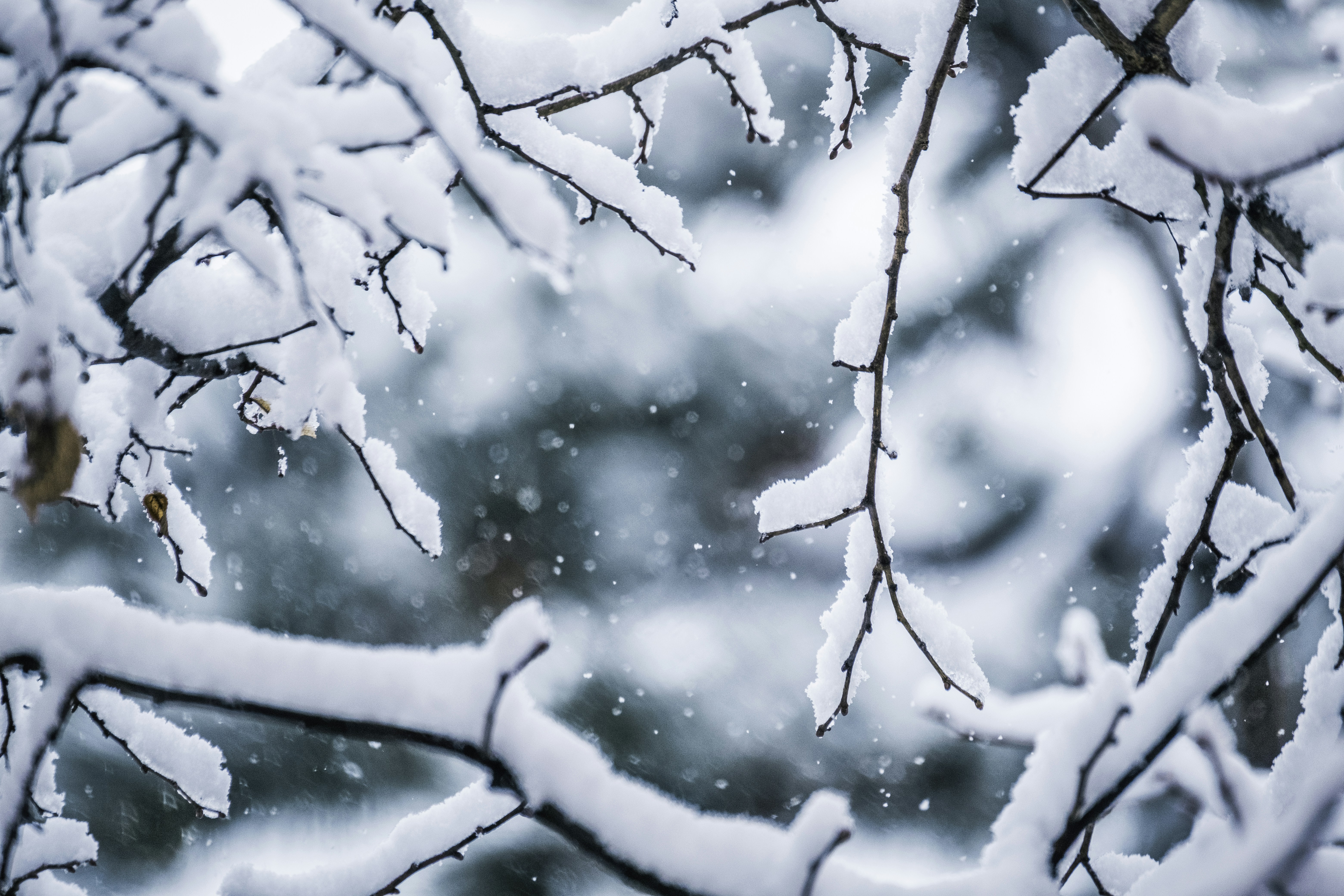 Photo by victorserban