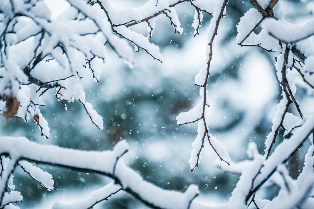 snow covered tree branches during daytime