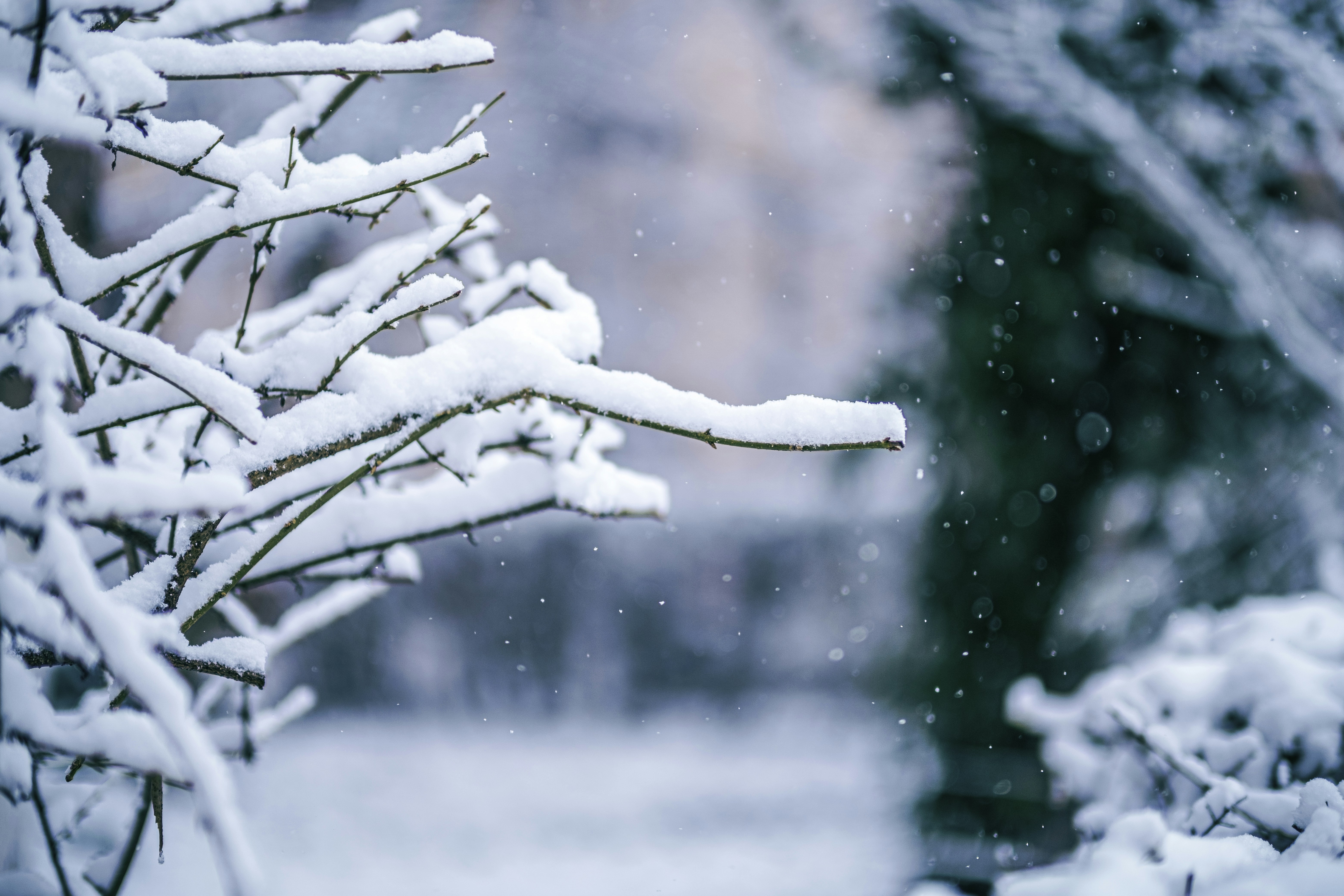 Photo by victorserban