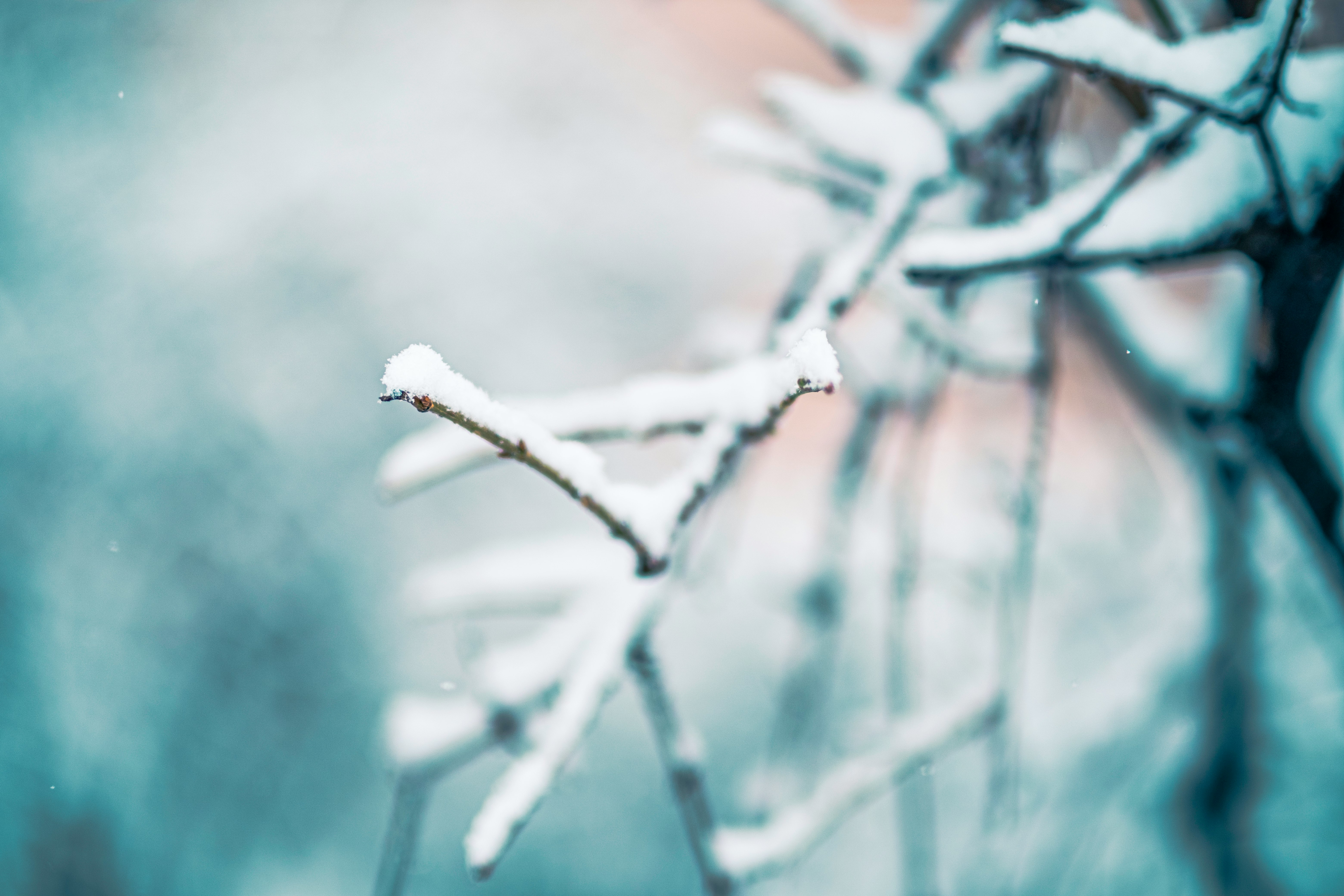 white snow on brown tree branch