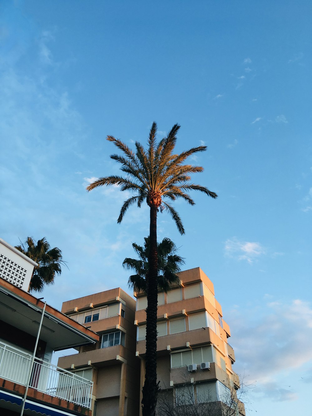 palm tree near brown concrete building during daytime