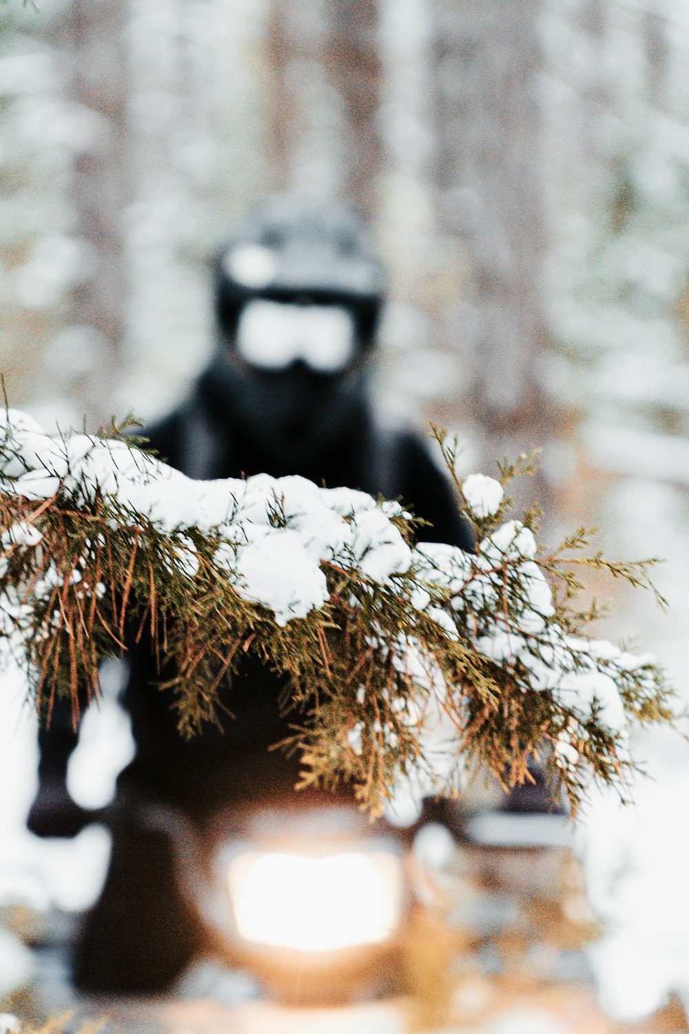 black and white monkey on brown tree branch