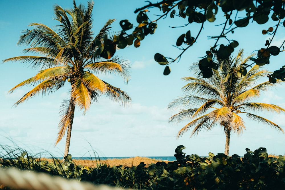 日中の海の近くのココナッツの木