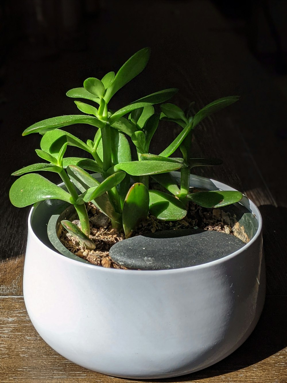 Planta verde en maceta de cerámica blanca