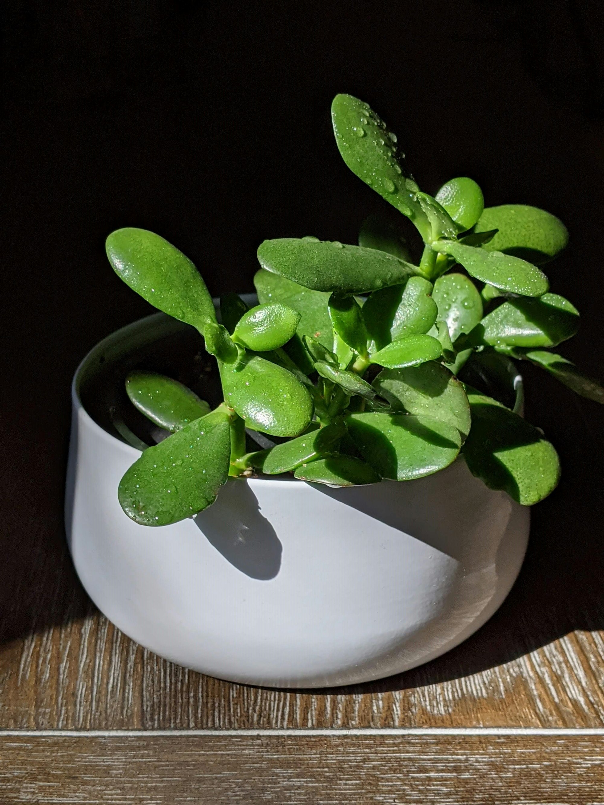Jade plant can be propagated either by stem or leaf cutting.