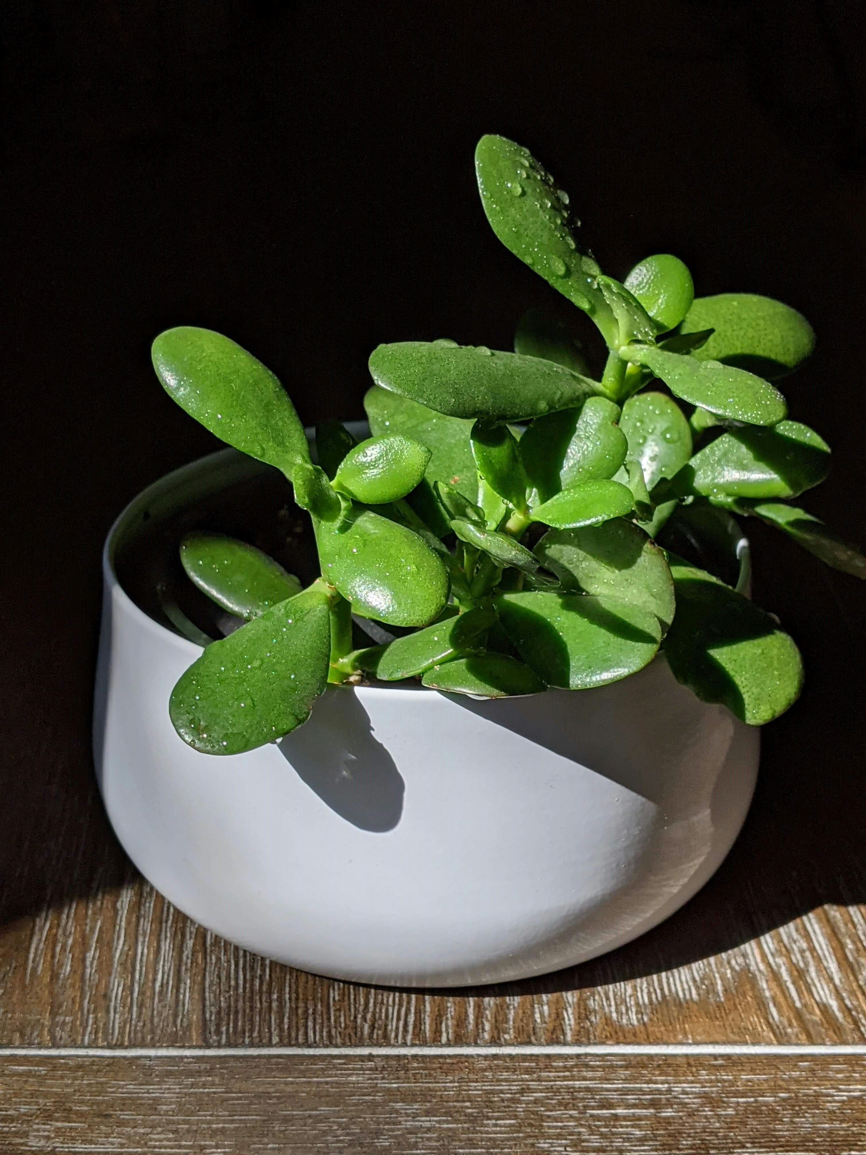 7 Spiritual Benefits to Keeping a Jade Plant at Home