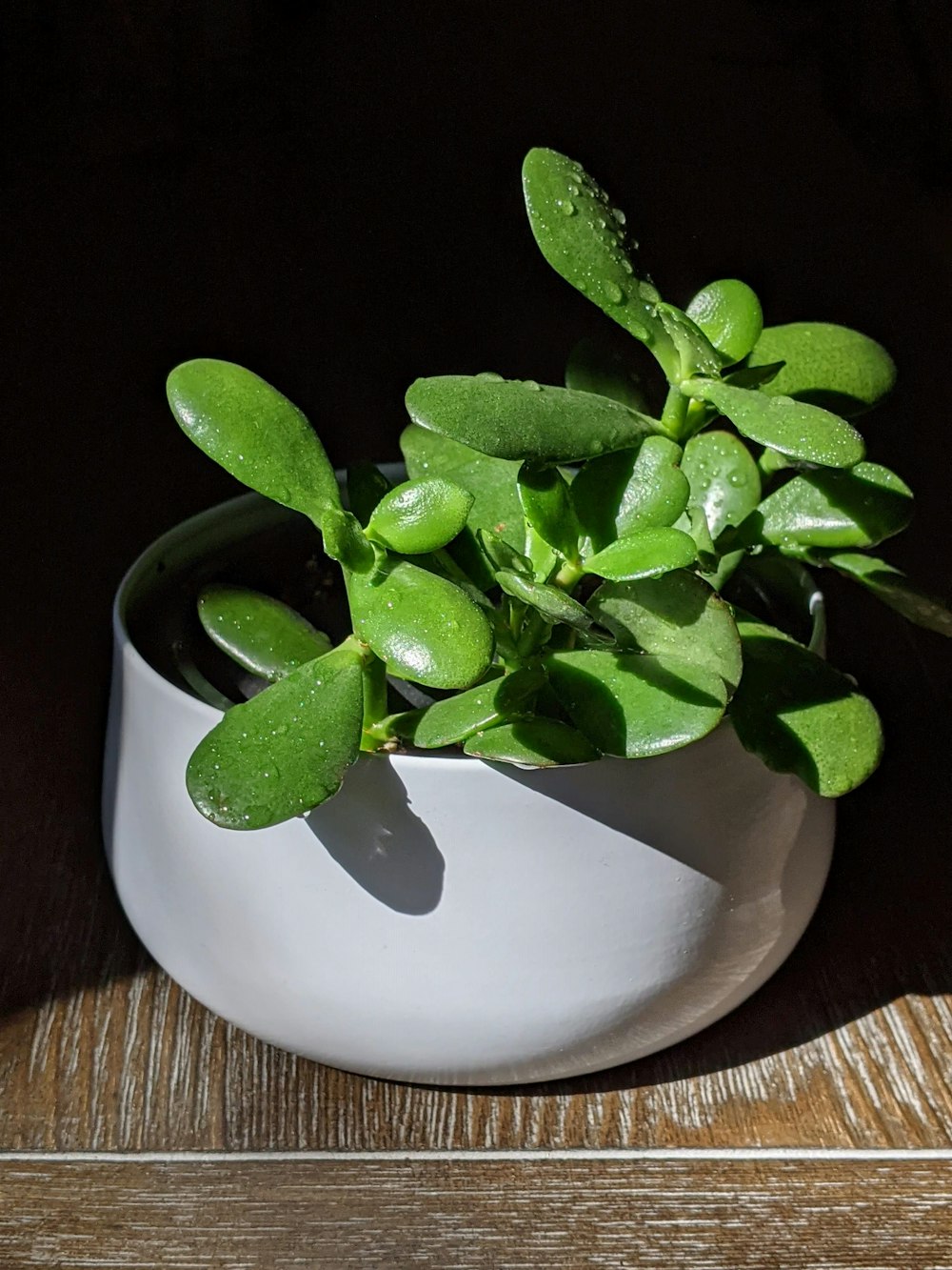 흰색 세라믹 냄비에 녹색 식물