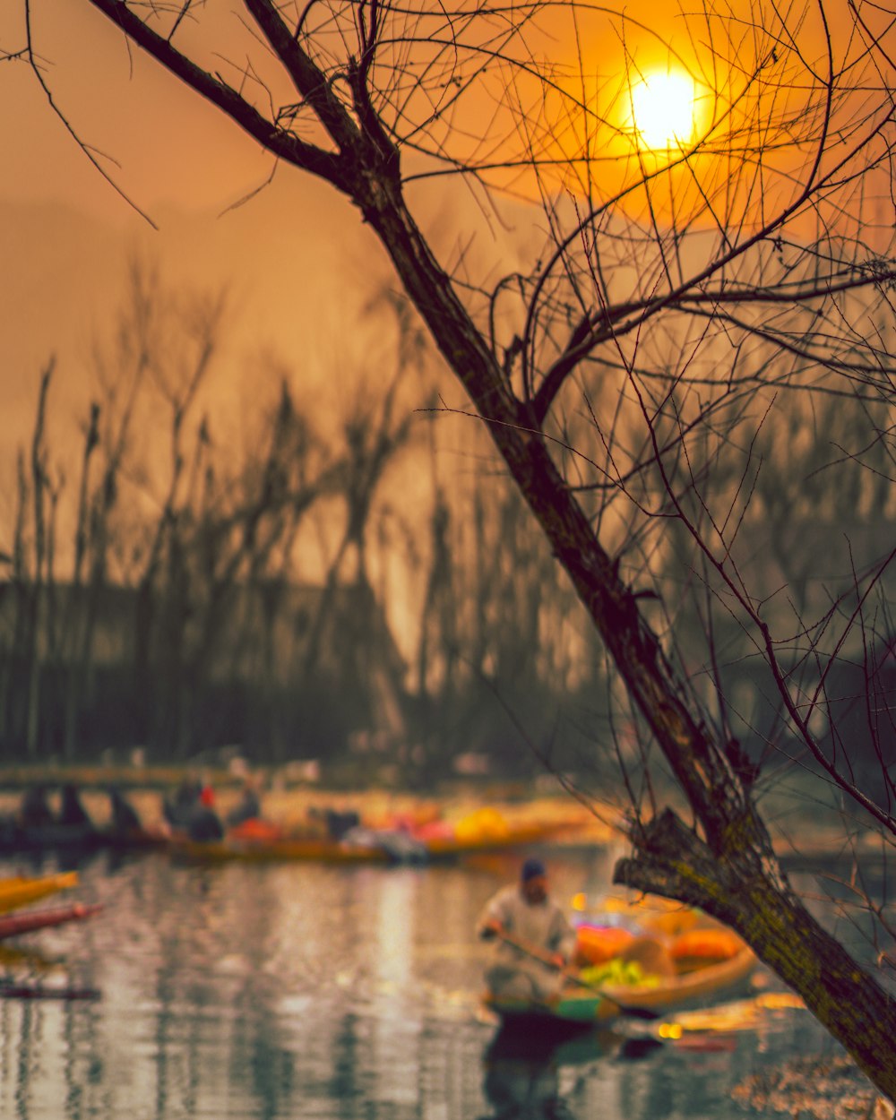 leafless tree near body of water during sunset