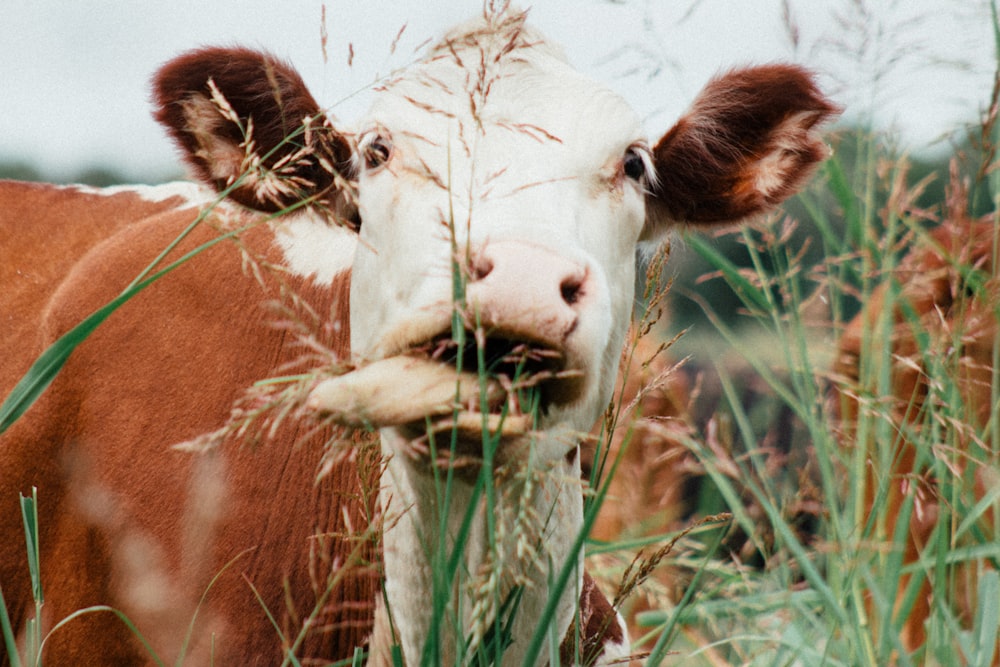 white and brown cow on green grass during daytime