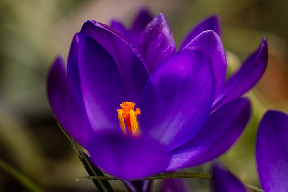 purple crocus in bloom in close up photography