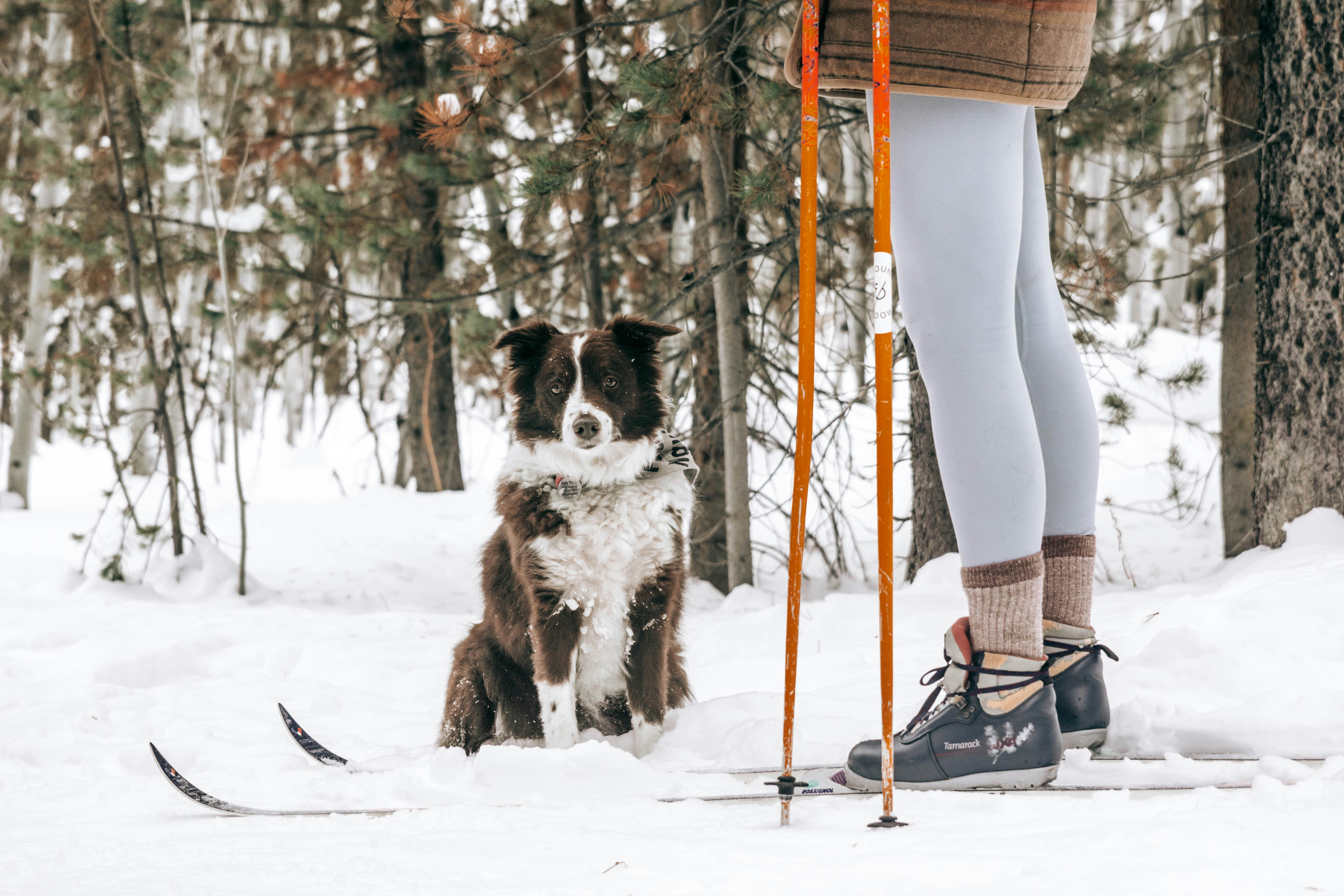 black and white border collie standing on snow covered ground during daytime