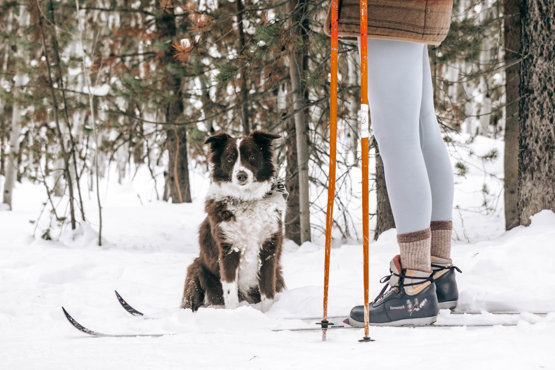 black and white border collie standing on snow covered ground during daytime, follow and tag me at glenn_5 when reposting content<p></figure>https://brandtilt.co/
